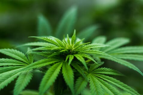 sativa effects