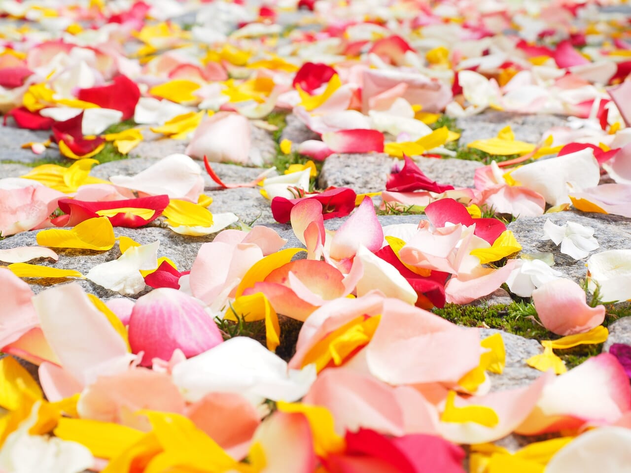 rose-petals-693570_1920 | Kurvana | Curated for years. Experienced in moments.